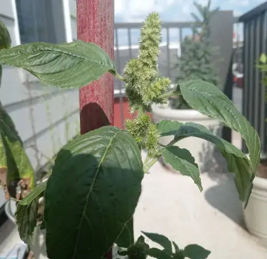  Picture of plant with buds