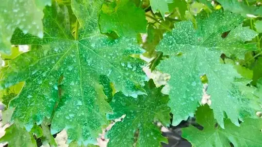 Grape leaves with blueish white reside dried on the leaves