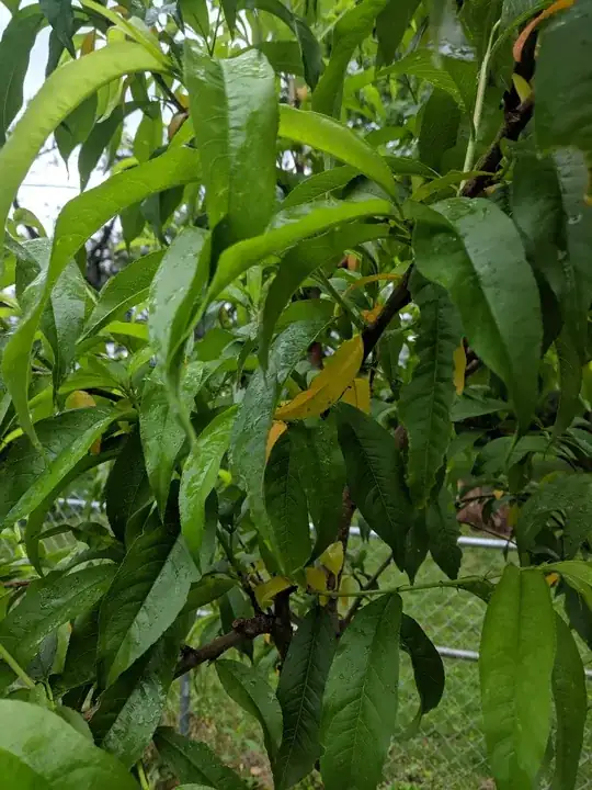 Peach yellowing leaves