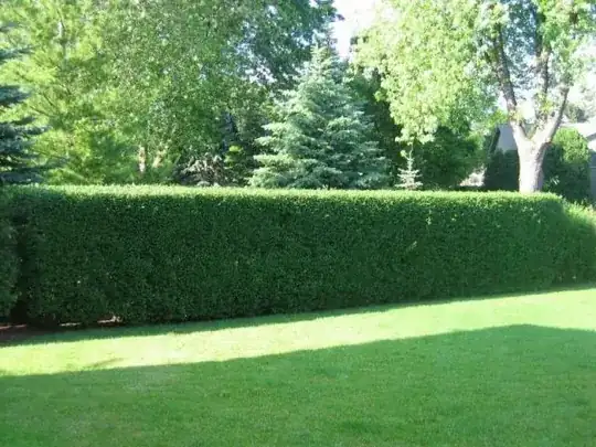 Privet hedge row