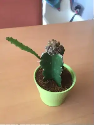 cactus with growth