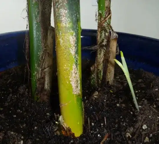 white dots on palm tree stem