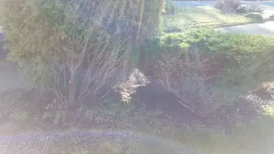 Dead parts of tree and bush