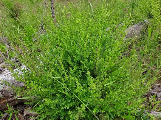 Whole plant