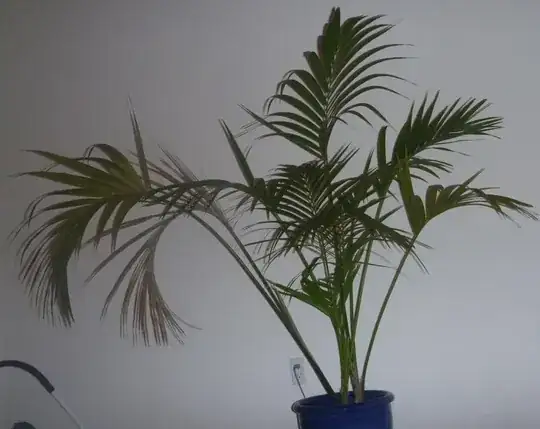 My forgot-the-species-palm-tree