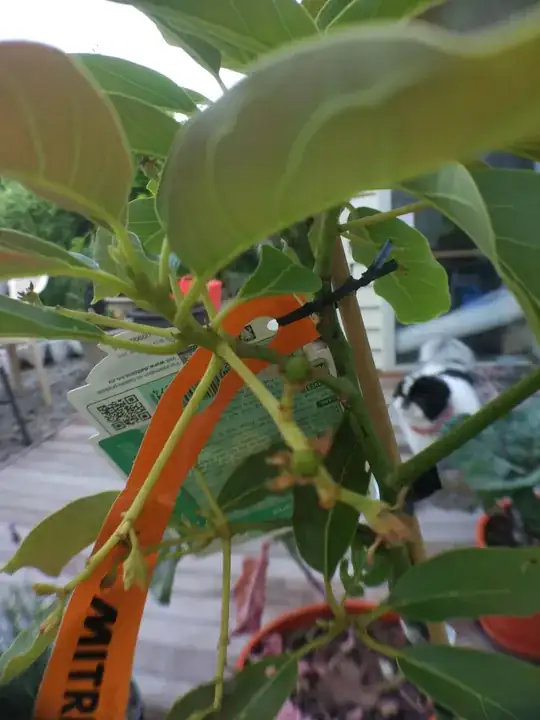 enter link description here