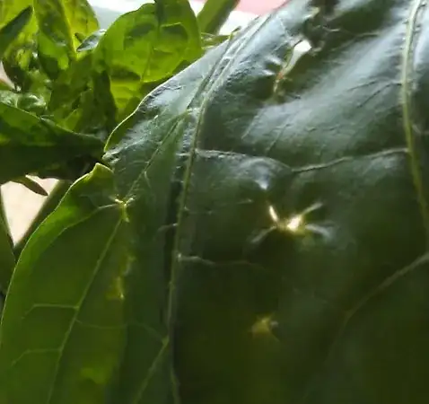 top of leaf showing multiple small holes