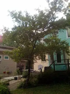 Picture of peach tree and house