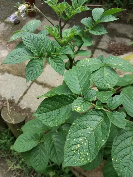 polka dots on tomato leaves