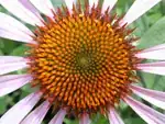 coneflower