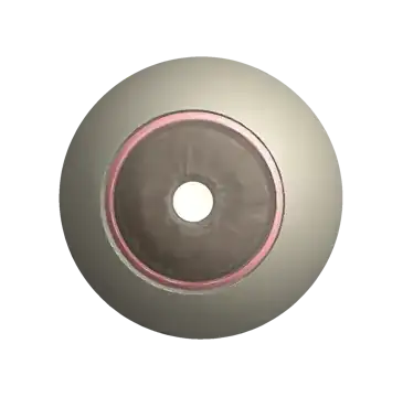 Anatomy plot of eyeball