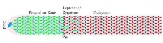 Distal gonadal arm of *C. elegans* germline