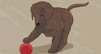 Get an Uninterested Puppy Excited for Training