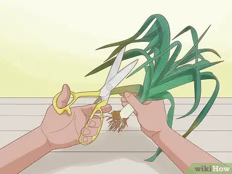 Image titled Harvest Leeks Step 7