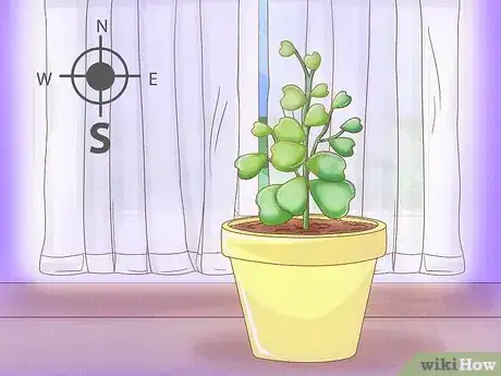 Image titled Get a Hoya Plant to Bloom Step 2