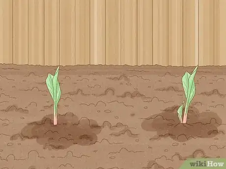 Image titled Grow Cannas Step 9
