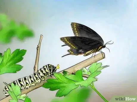 Image titled Take Care of a Caterpillar Until It Turns Into a Butterfly or Moth Step 2