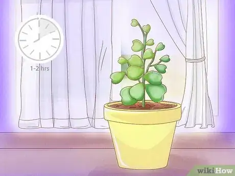 Image titled Get a Hoya Plant to Bloom Step 3