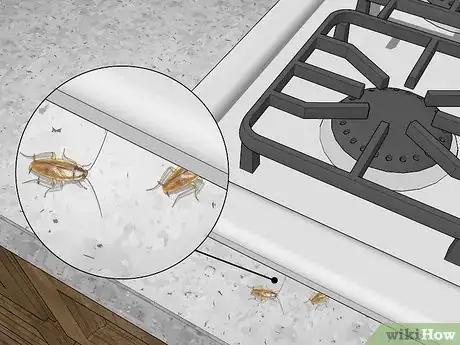 Image titled Identify a Cockroach Step 11