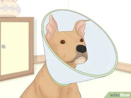 Image titled Remove a Dog’s Skin Tags at Home Step 11