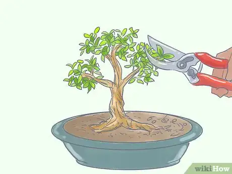 Image titled Care for Tiger Bark Ficus Bonsai Tree Step 10