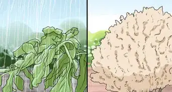 Rescue Dying Landscape Plants