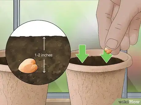 Image titled Grow Chickpeas Step 3