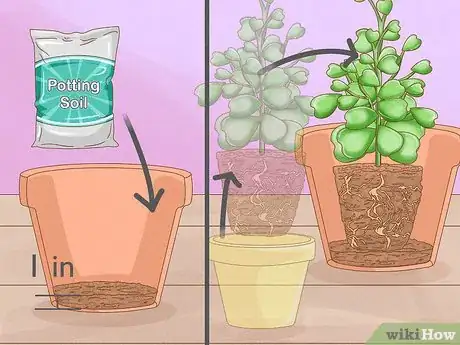 Image titled Get a Hoya Plant to Bloom Step 15