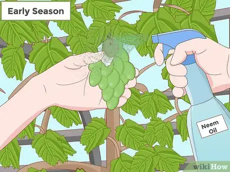 Image titled Protect Grapes from Insects Step 8