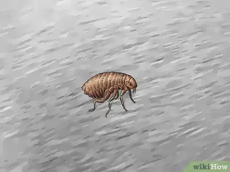 Image titled Identify Household Pests Step 3