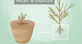 Propagate Grevilleas