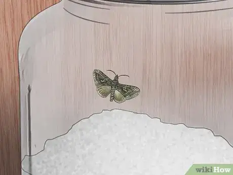 Image titled Identify Household Pests Step 4