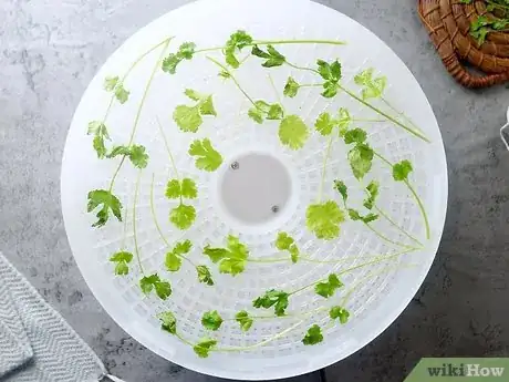 Image titled Dry Cilantro Step 21