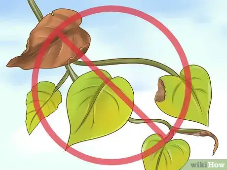Image titled Clone Pothos Step 1