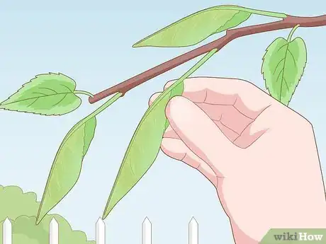 Image titled Deal with Cherry Tree Pests Step 10