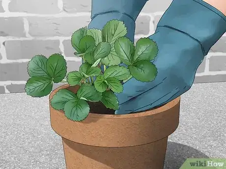 Image titled Fix Root Rot Step 8