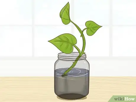 Image titled Clone Pothos Step 4