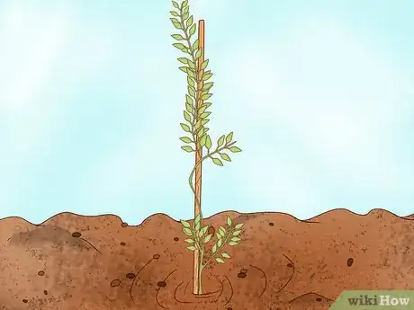 Image titled Grow Pistachios Step 5