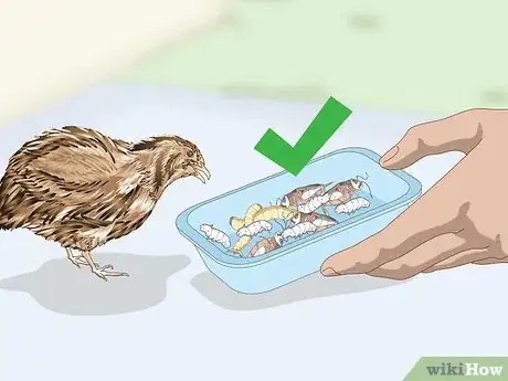 Image titled Treat Diarrhea in Button Quail Step 9