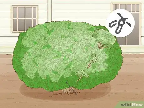 Image titled Trim Overgrown Boxwoods Step 4