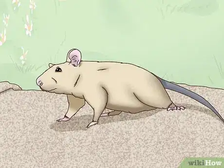 Image titled Bond With Your Pet Rat Step 22