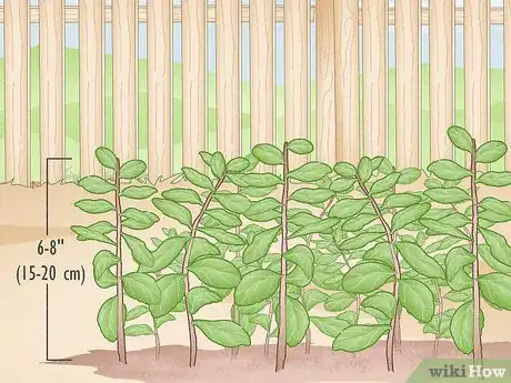 Image titled Harvest Marjoram Step 1