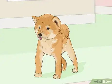 Image titled Train a Shiba Inu Step 1