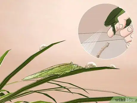 Image titled Take Care of a Katydid Insect Step 8