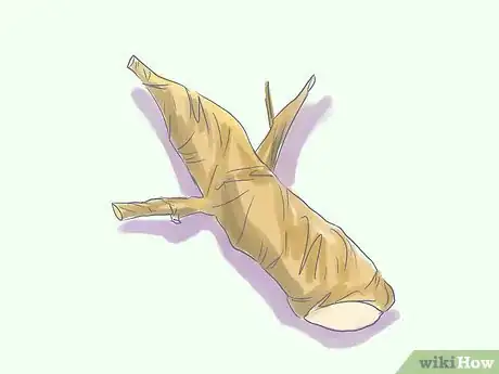 Image titled Care for Tiger Bark Ficus Bonsai Tree Step 1