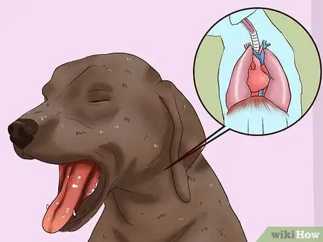 Image titled Identify Different Dog Worms Step 10