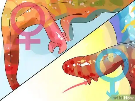 Image titled Tell if a Chameleon Is Male or Female Step 6