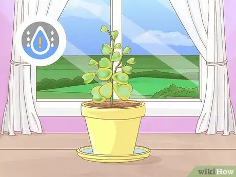 Image titled Get a Hoya Plant to Bloom Step 8