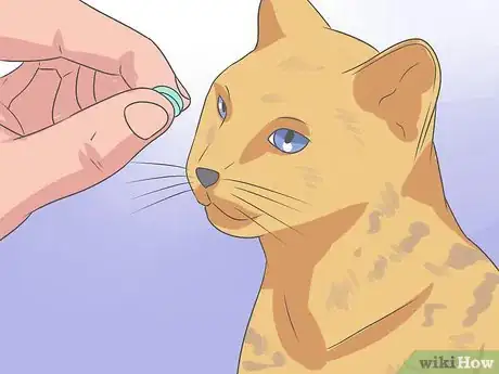 Image titled Recognize and Treat Ringworm in Cats Step 7