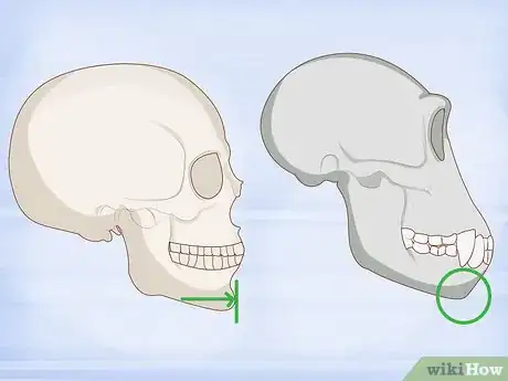 Image titled Identify Human Bones Step 2